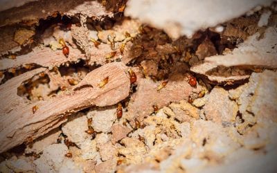 Common Wood-Destroying Insects in the Home