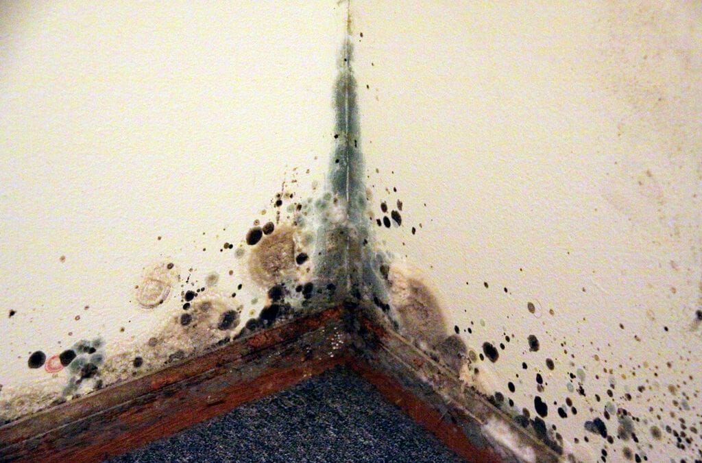 mold in your home